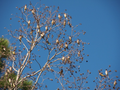 [Leafless trees with about 20 cedar waxwings on the branches.]